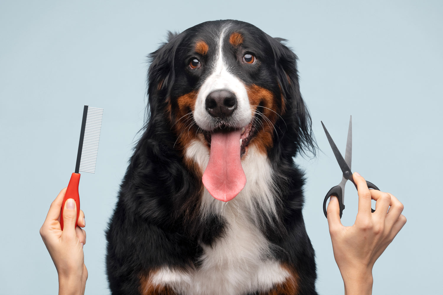 grooming a happy dog