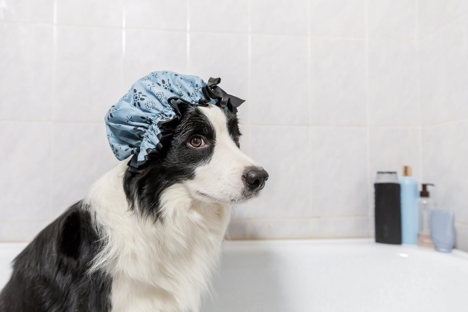 rejuvenating, relaxing, therapeutic pet spa treatment by Dirty Dogs