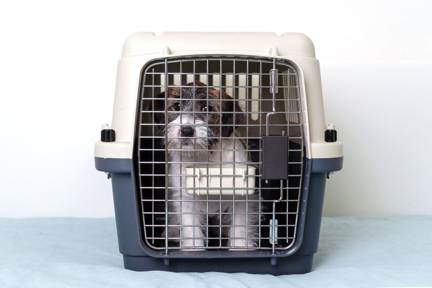 pet transport to from Mainland Singapore and Sentosa by Dirty Dogs