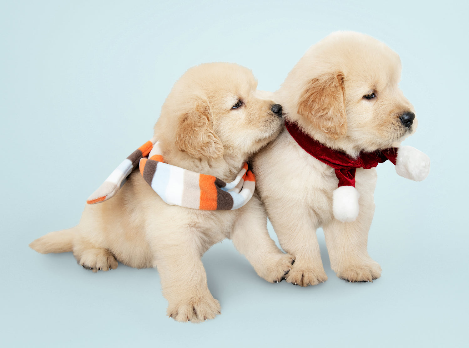 cute small golden retrievers twin puppies getting ready for christmas